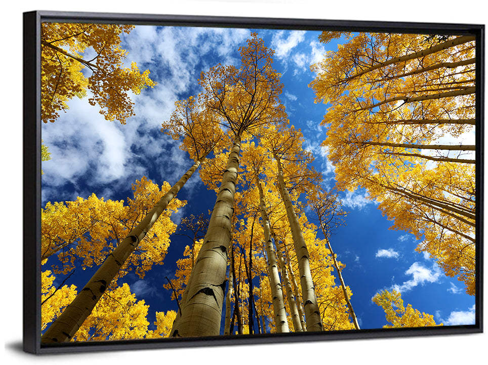 Golden Aspen Canopy View Wall Art