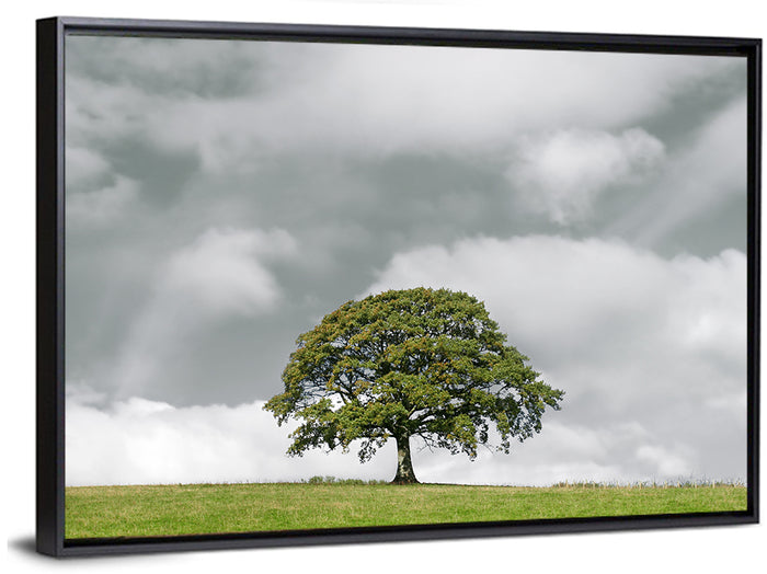 Solitary Oak in Meadow Wall Art as a framed canvas