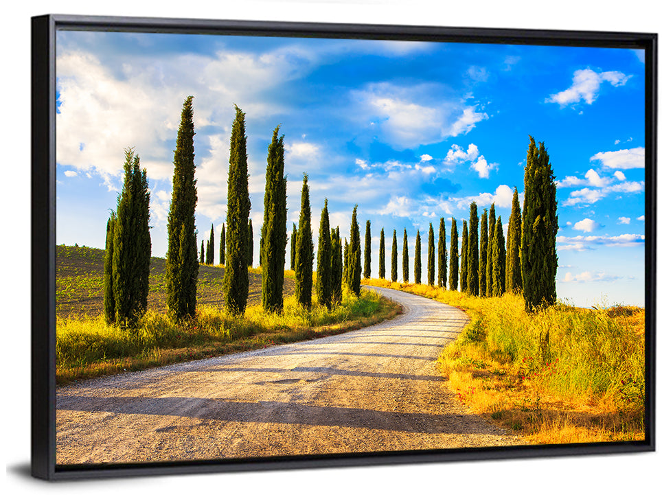 Sunlit Tuscany Cypress Road Wall Art