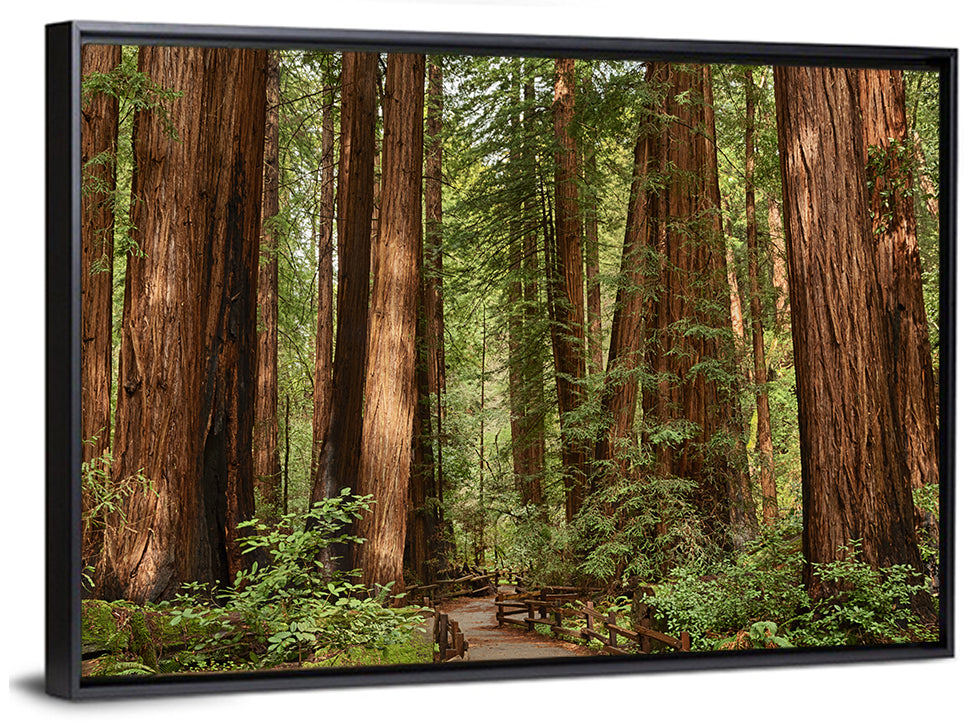 Muir Woods Redwood Trail Wall Art