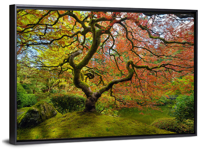 Gnarled Japanese Maple by Garden Pond Wall Art as a framed canvas