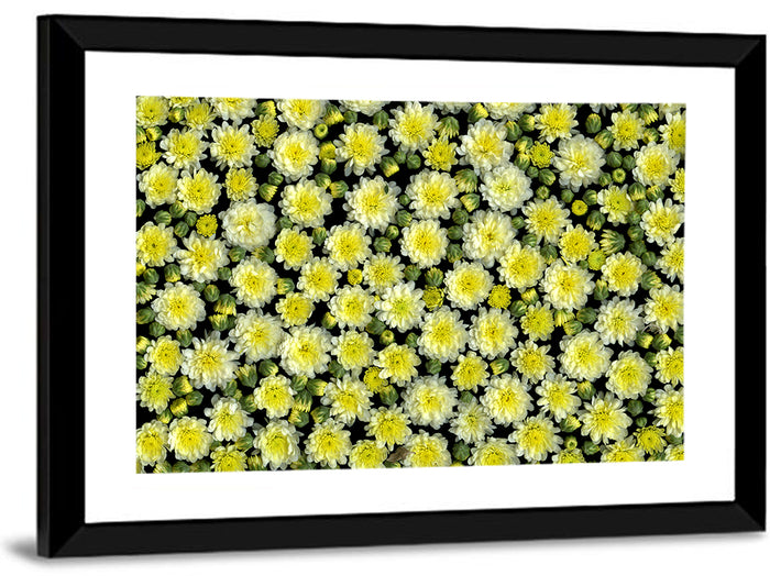 Yellow Chrysanthemum Bloom Pattern Wall Art as a framed print