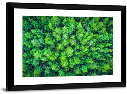 Whakarewarewa Forest Aerial Wall Art