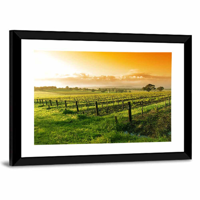 Barossa Valley Vineyard at Sunrise Wall Art as a framed print