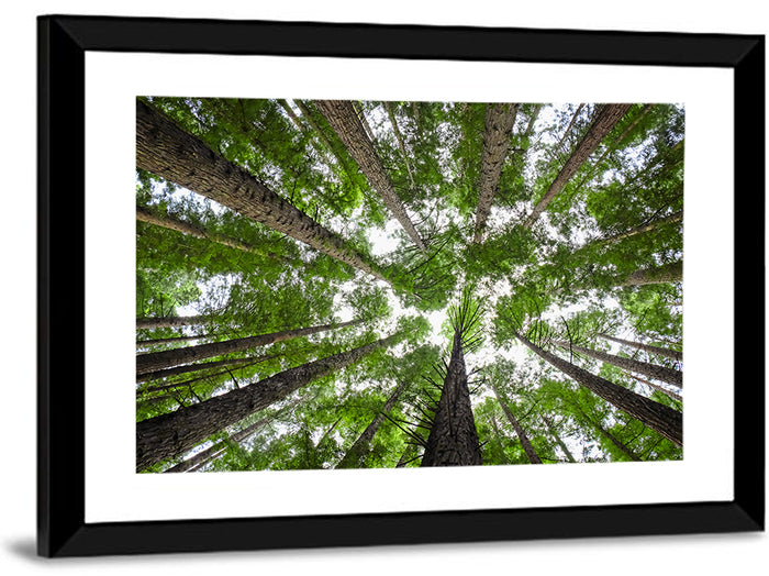 Redwood Forest Canopy Wall Art as a framed print