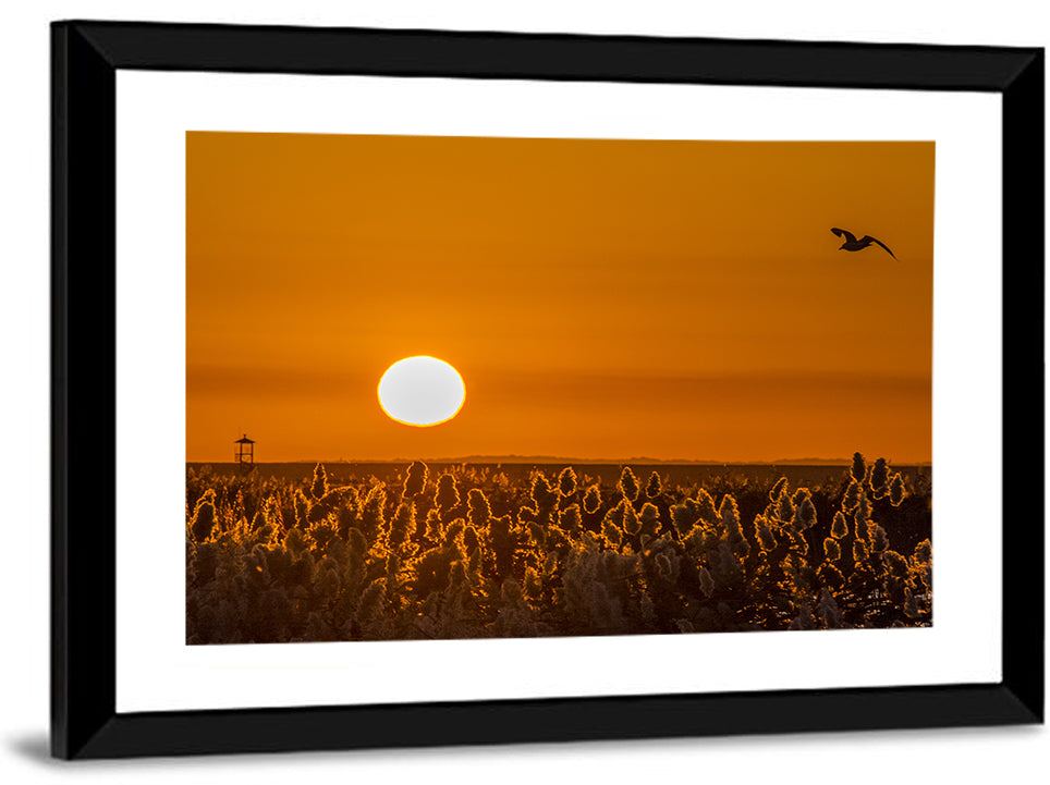 Golden Sunrise Over Reeds Wall Art