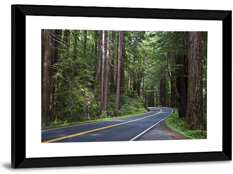 Winding Redwood Forest Road Wall Art