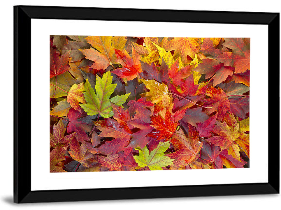 Autumn Maple Leaves Close-up Wall Art