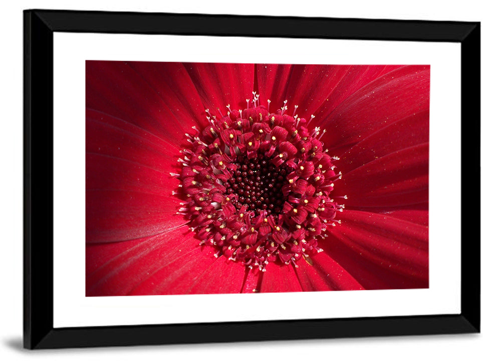 Red Gerbera Daisy Macro Close Up Wall Art