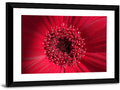 Red Gerbera Daisy Macro Close Up Wall Art