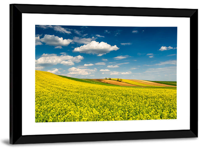 Sunlit Canola Fields Wall Art as a framed print