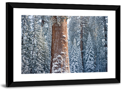 Giant Sequoia Tree Wall Art