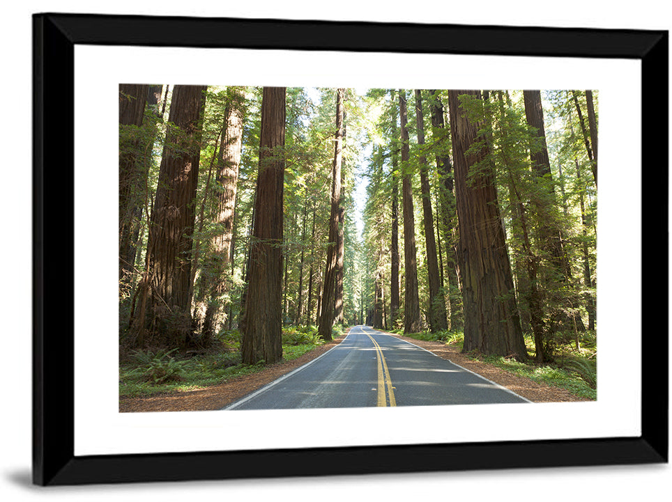 Giants Avenue Redwood Forest Road Wall Art