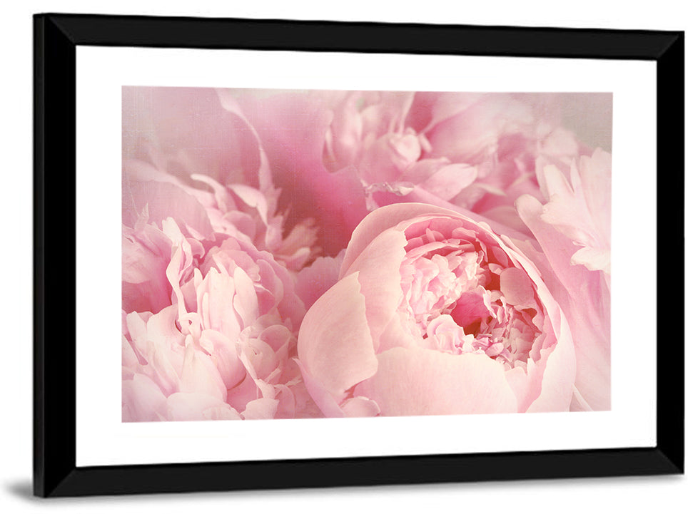 Soft Pink Peony Close Up Wall Art