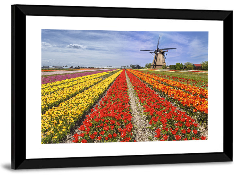 Spring Tulip Fields with Dutch Windmill Wall Art