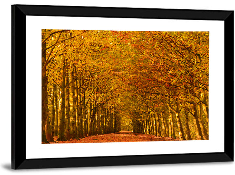 Golden Beech Tree Tunnel in Autumn Wall Art