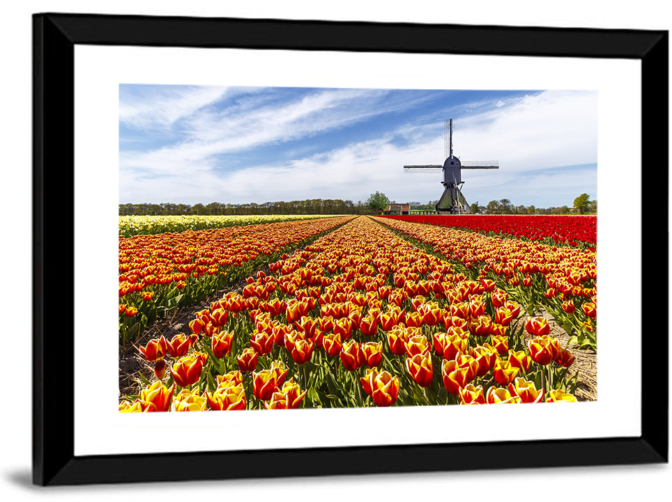 Windmill in Tulip Farm Field Wall Art