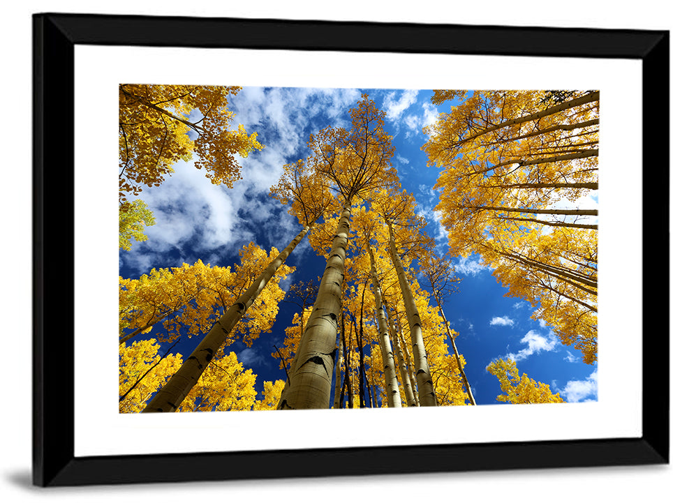 Golden Aspen Canopy View Wall Art