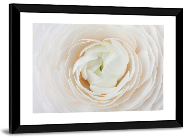 Peach Ranunculus Macro Bloom Wall Art as a framed print