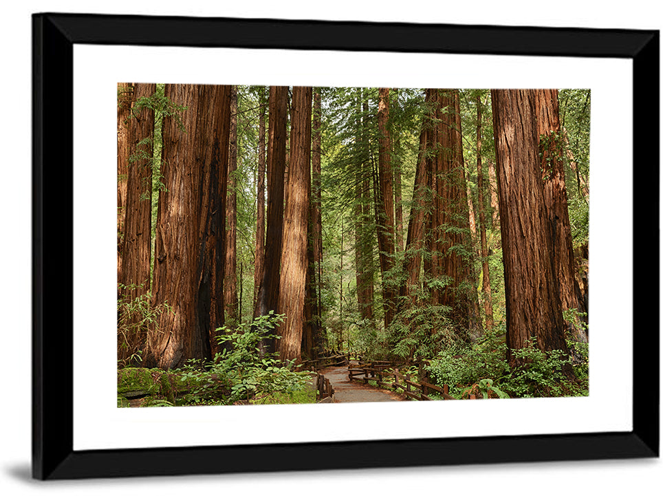 Muir Woods Redwood Trail Wall Art