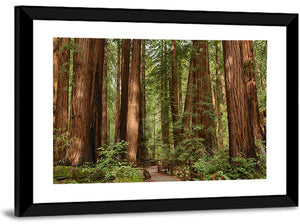 Muir Woods National Monument Wall Art