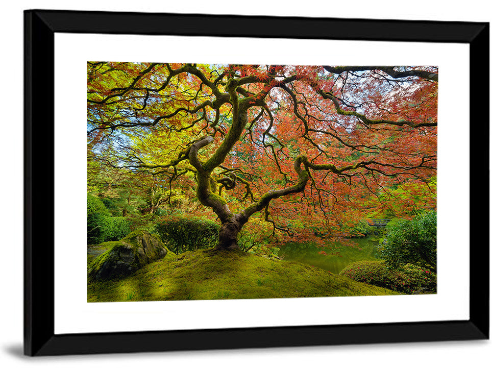 Gnarled Japanese Maple by Garden Pond Wall Art