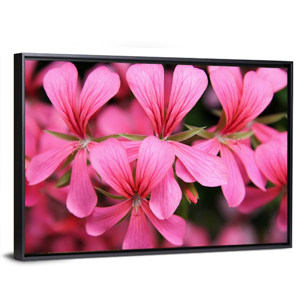 Pink Geranium Close Up Wall Art