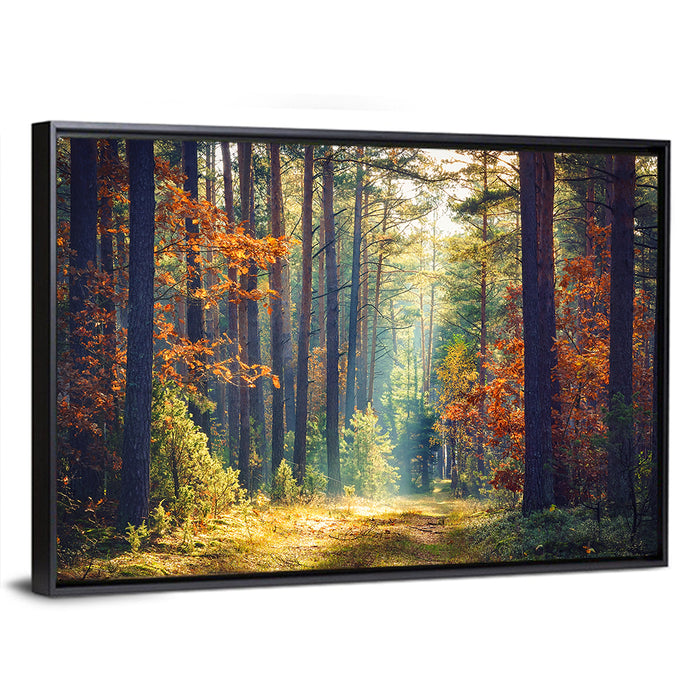 Sunlit Autumn Pine Forest Wall Art as a framed canvas