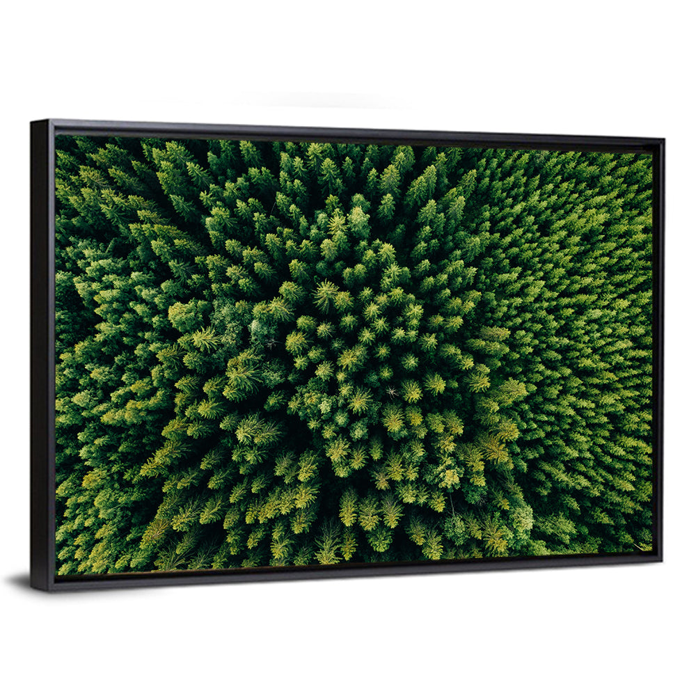 Aerial Conifer Canopy Wall Art
