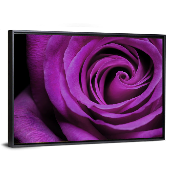Purple Rose Close-up Wall Art as a framed canvas
