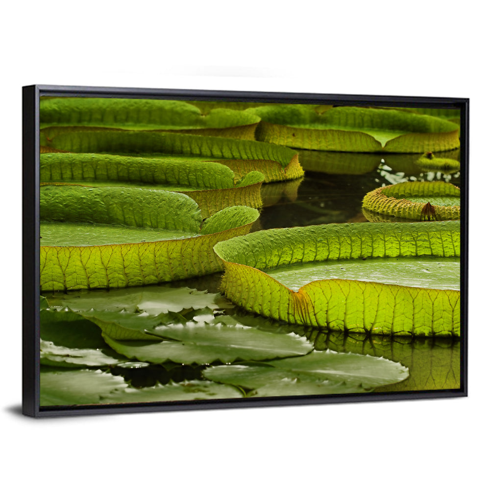 Giant Victoria Amazonica Lily Pads Wall Art