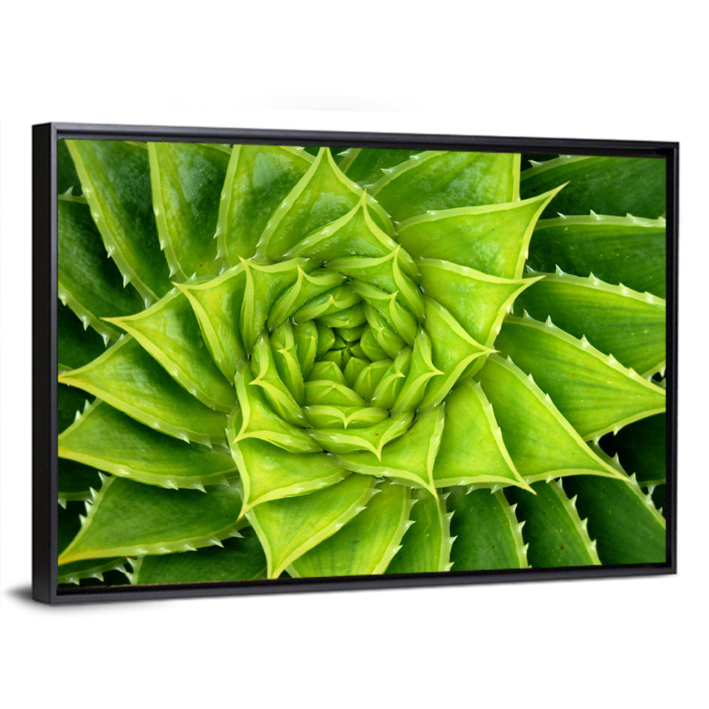 Spiral Aloe Succulent Wall Art