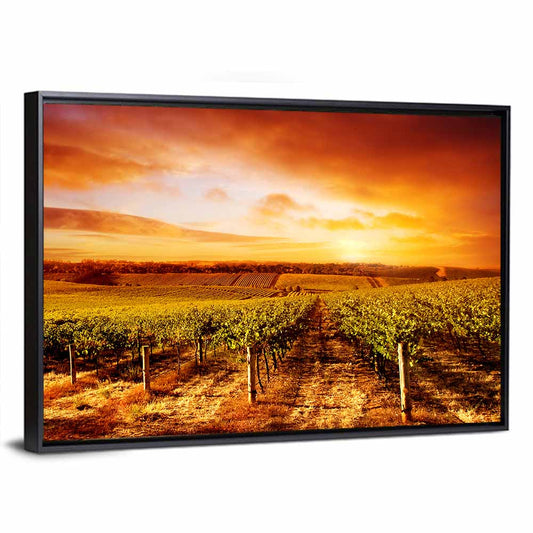 Vineyard Sunset Australia Wall Art