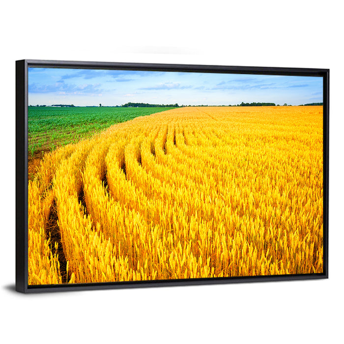 Summer Wheat Field with Curved Paths Wall Art as a framed canvas