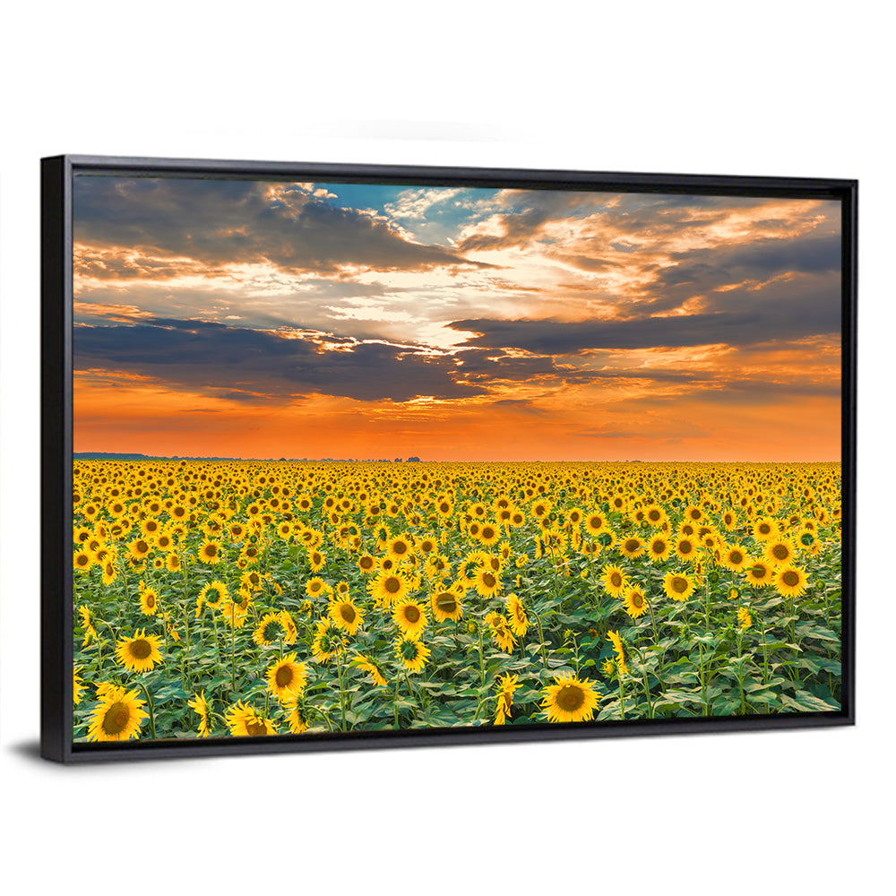 Golden Hour Sunflower Field Wall Art