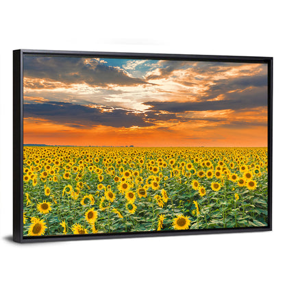 Sunflower Field Wall Art