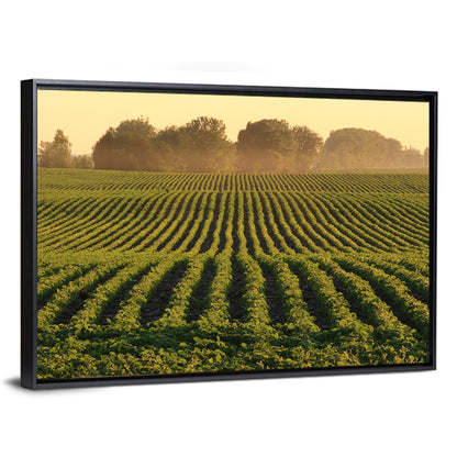 Misty Soybean Field Wall Art