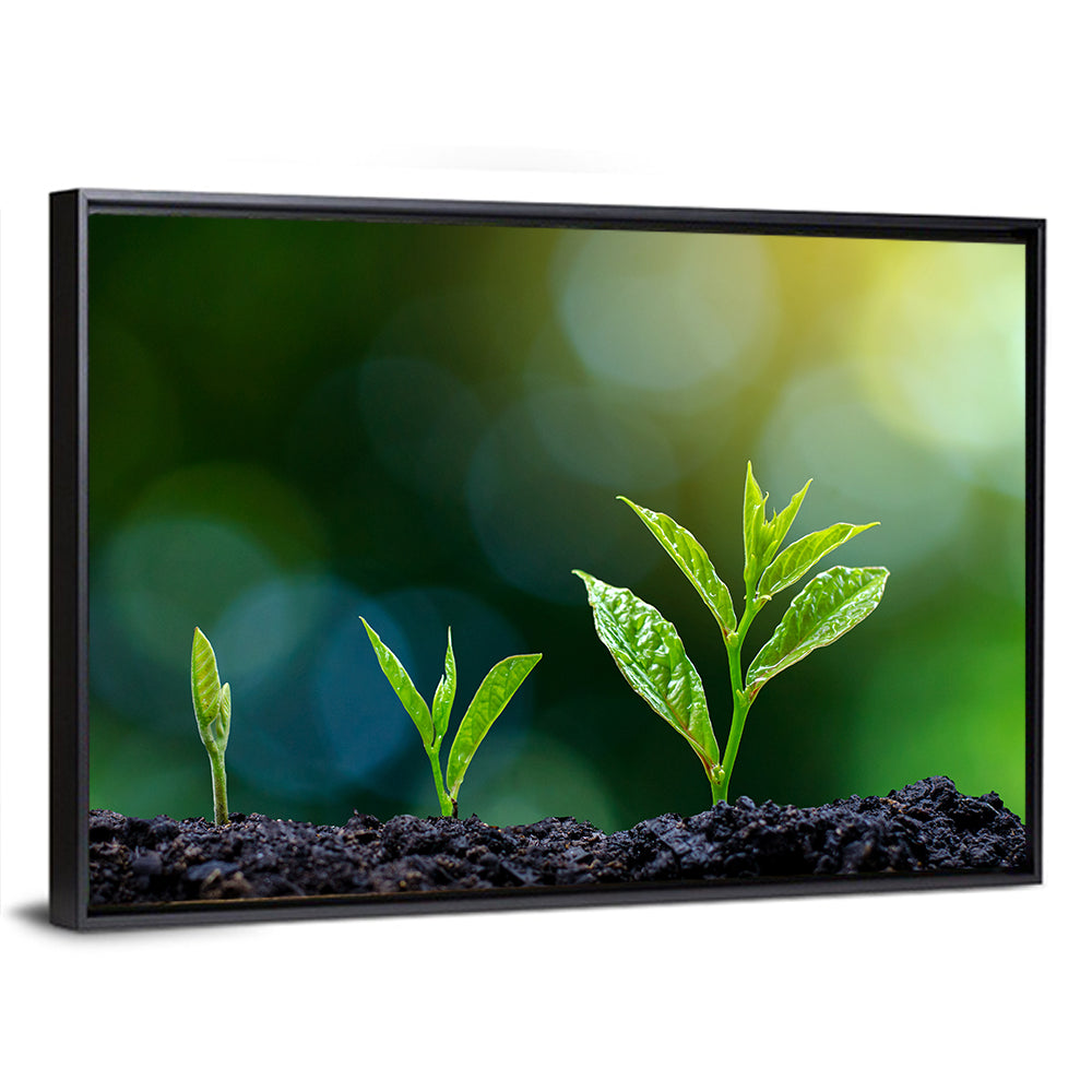 Seedling Growth Stages Wall Art