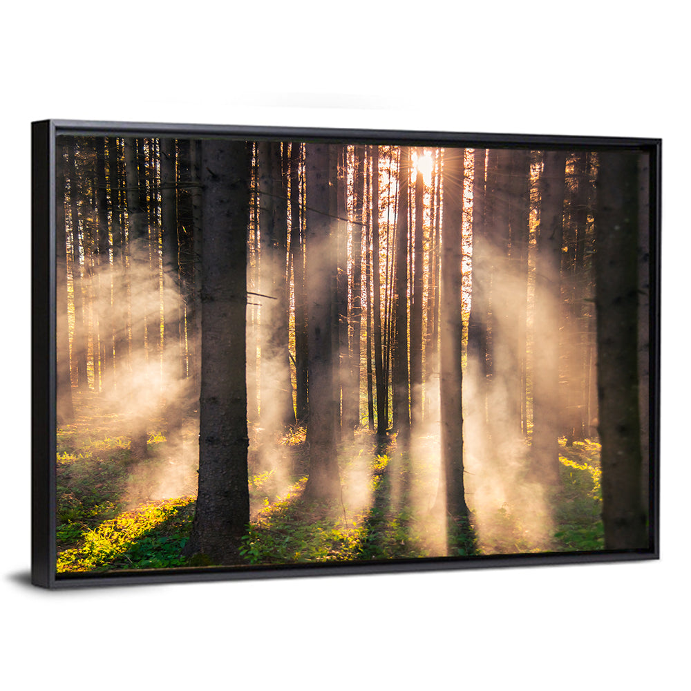 Sunrise Through Misty Forest Wall Art