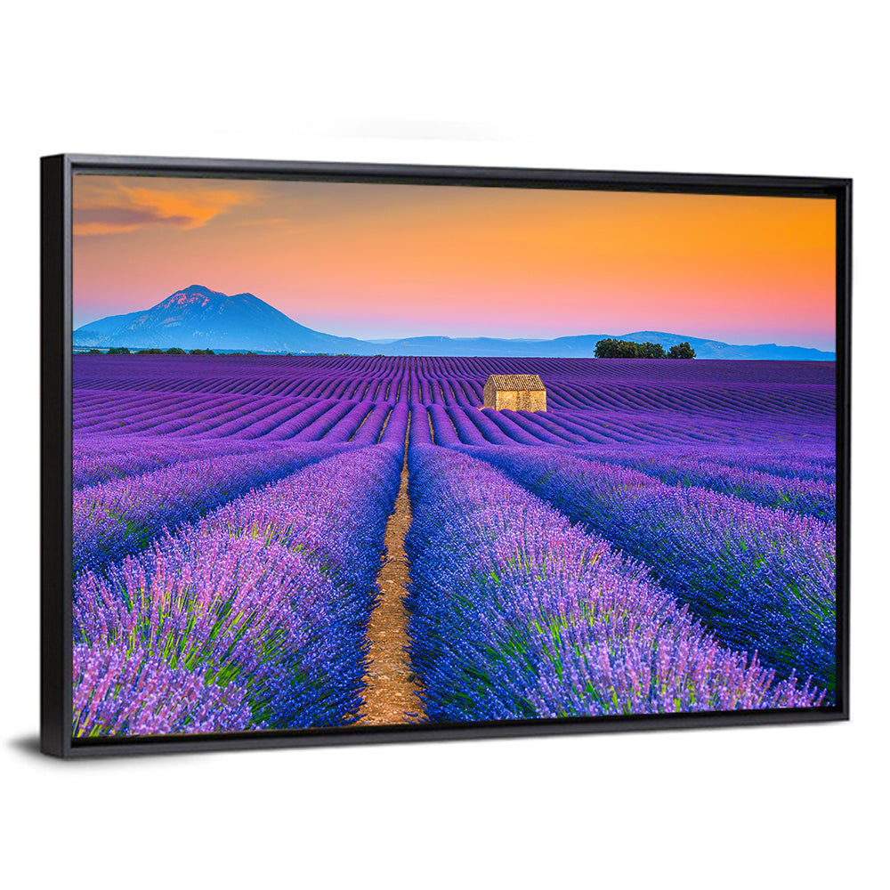 Valensole Lavender Fields at Sunset Wall Art