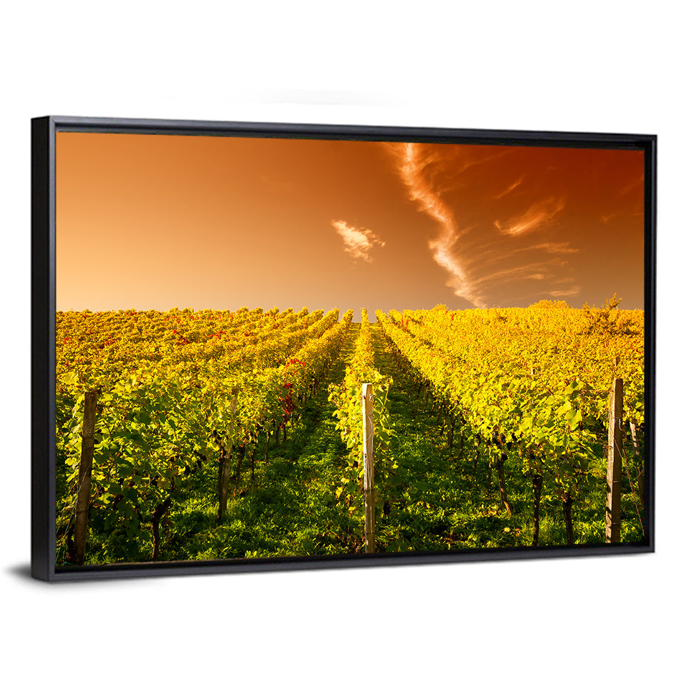 Golden Vineyard Sunset Wall Art