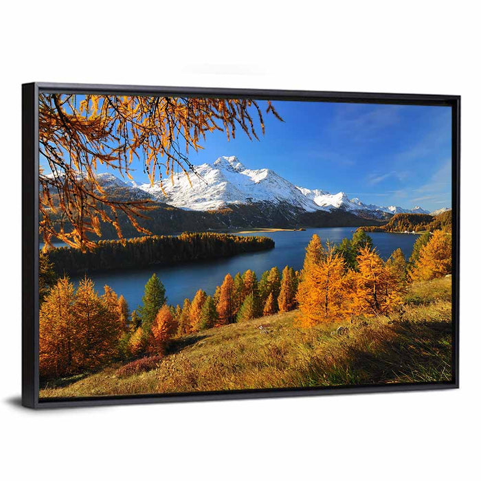 Silsersee Larches and Swiss Alps Wall Art as a framed canvas