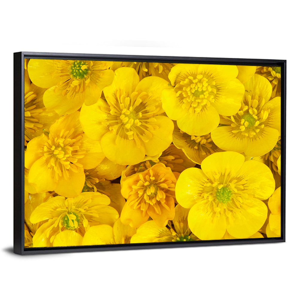 Yellow Buttercup Close-up Wall Art