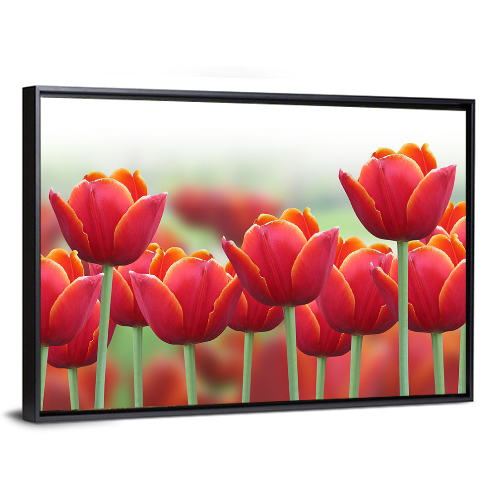Red Tulips with Yellow Tips Wall Art