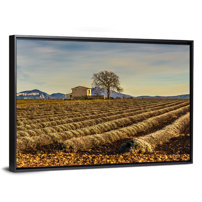 Rustic Provence Lavender Rows at Golden Hour Wall Art as a framed canvas