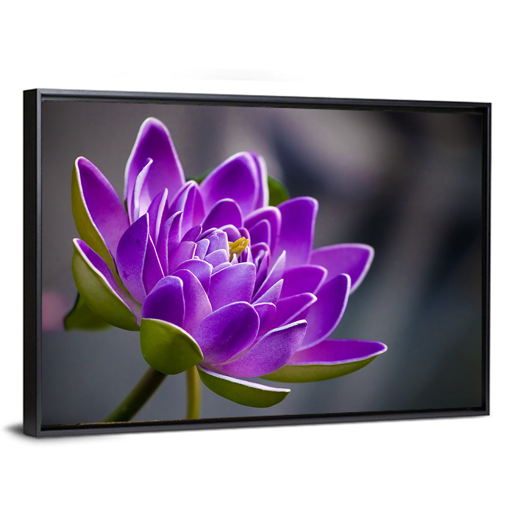 Purple Water Lily Close-up Wall Art