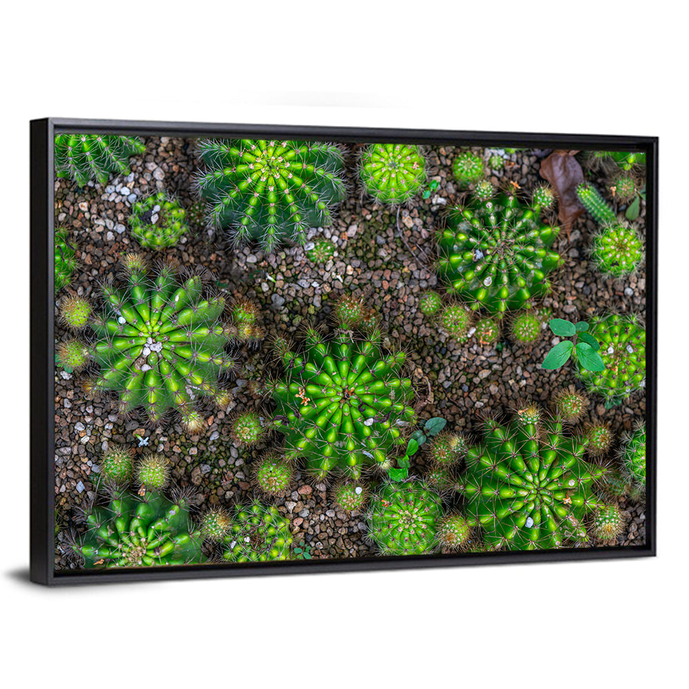 Top-down Cactus Garden Wall Art