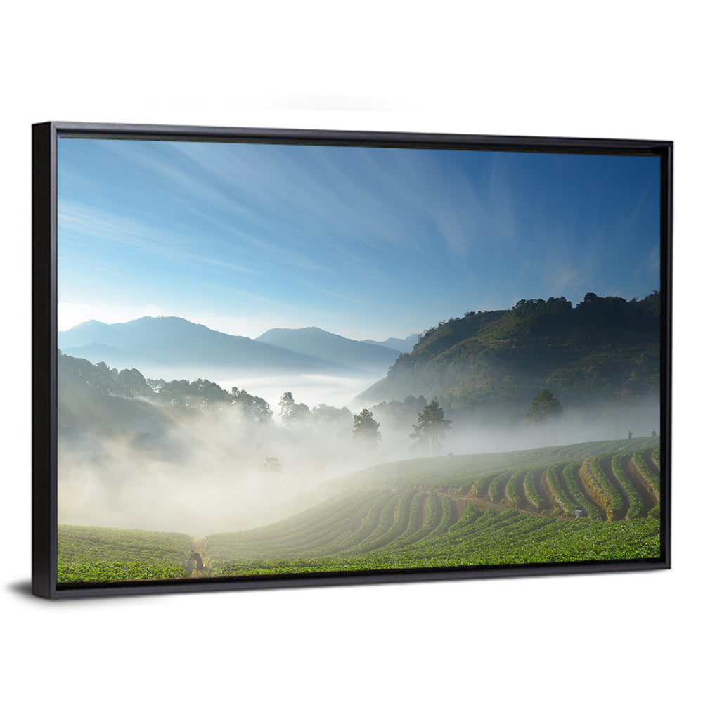 Sunlit Terraced Tea Hills Wall Art