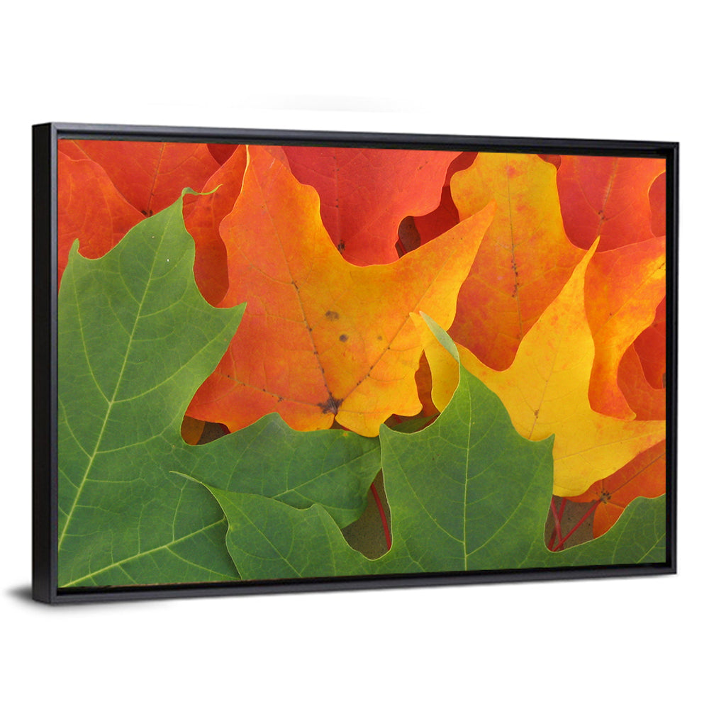Autumn Maple Leaves Wall Art