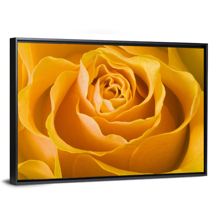 Yellow Rose Close-up Wall Art as a framed canvas